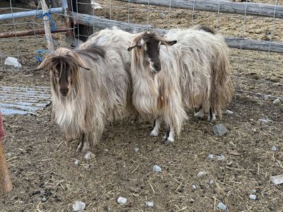 Goats