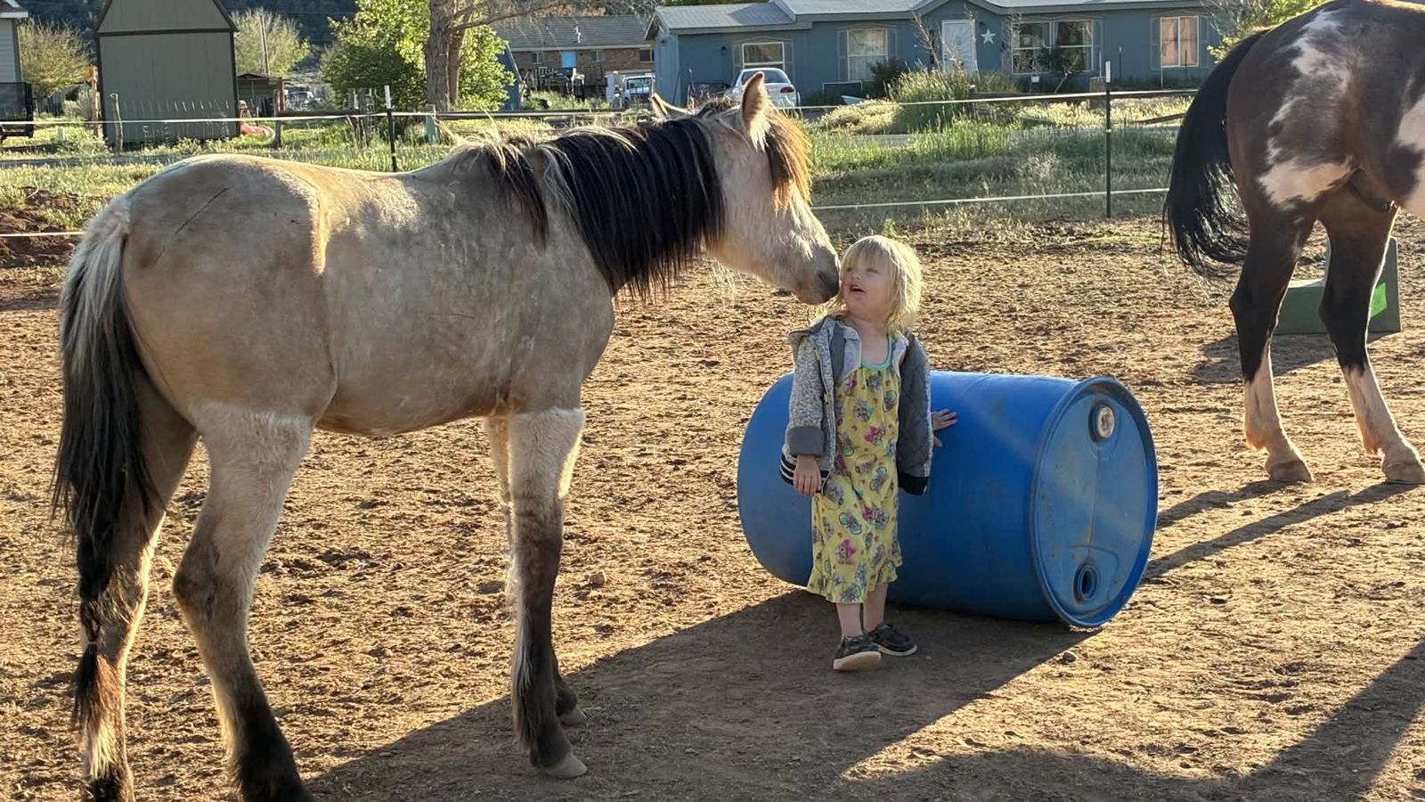 Paso Fino x Mustang Yearling Filly