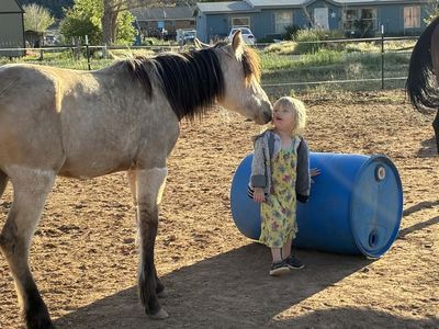 Paso Fino x Mustang Yearling Filly