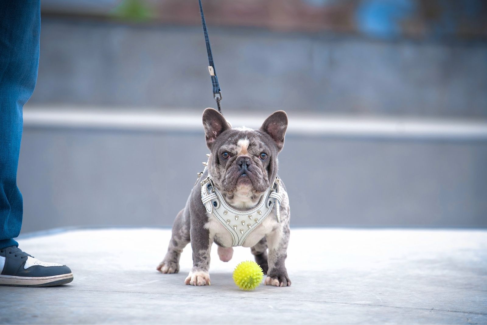 French Bulldog Studs