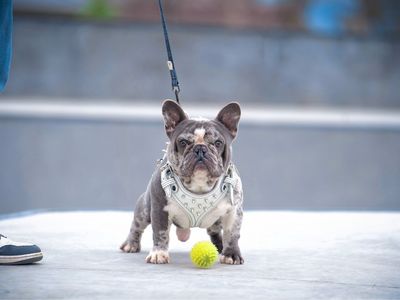 French Bulldog Studs