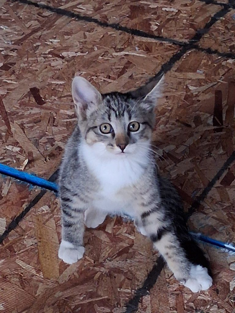 Adorable Kittens for Adoption - Playful and Loving