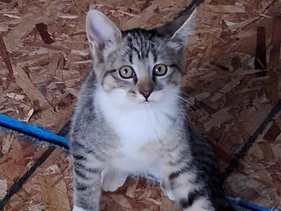 Adorable Kittens for Adoption - Playful and Loving