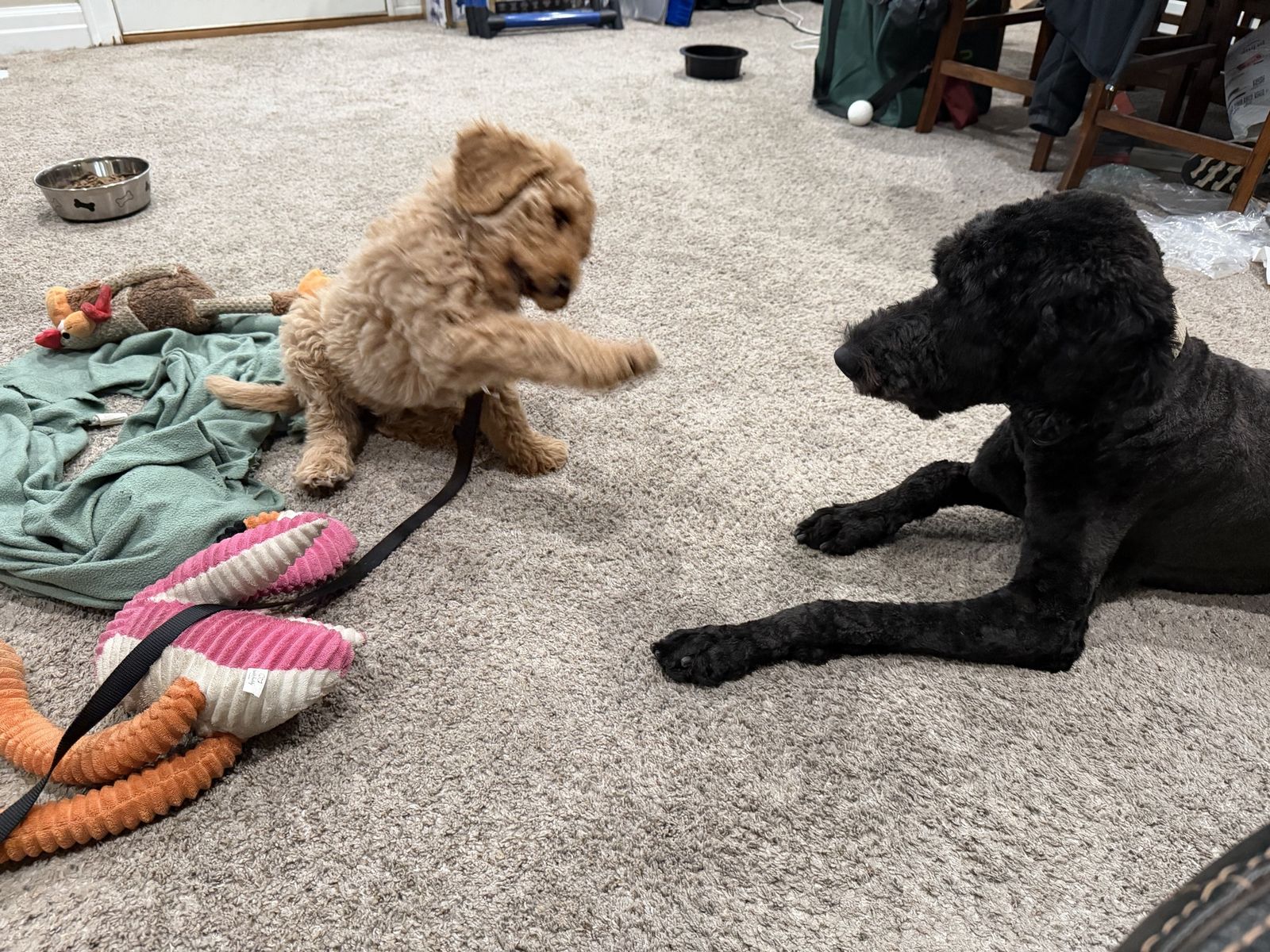DoubleDoodle Puppies(Labradoodle/GoldenDoodle mix)