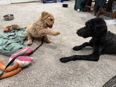 DoubleDoodle Puppies(Labradoodle/GoldenDoodle mix)