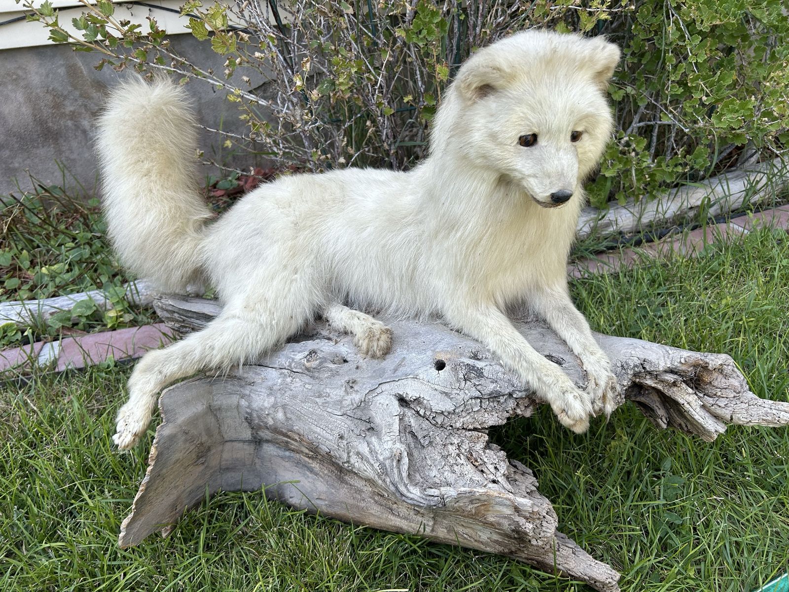 Arctic white fox (Vulpes lagopus) life-size taxidermy mount posed and resting on a piece of weathered driftwood.