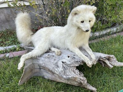 Arctic white fox (Vulpes lagopus) life-size taxidermy mount posed and resting on a piece of weathered driftwood.