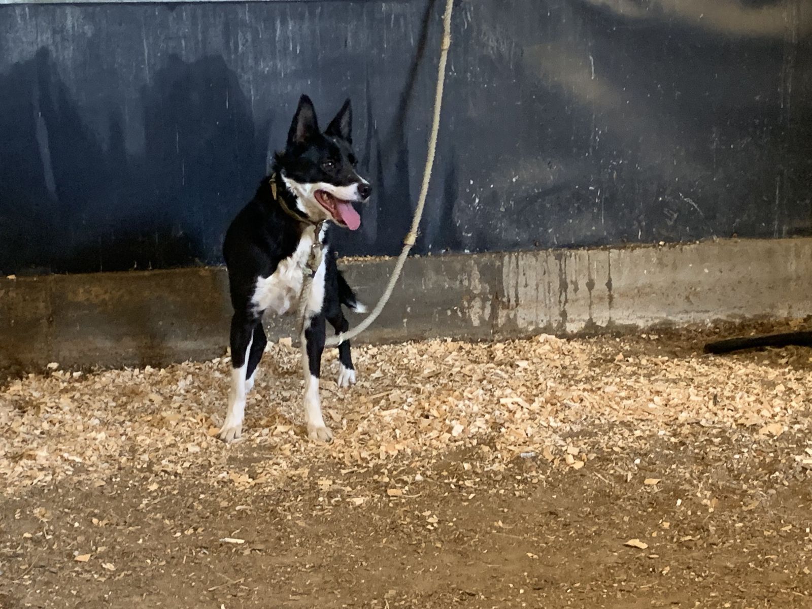 Female Purebred Border Collie