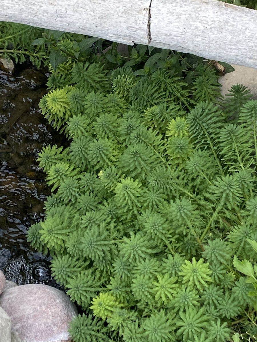 Aquatic Plants