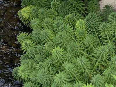 Aquatic Plants