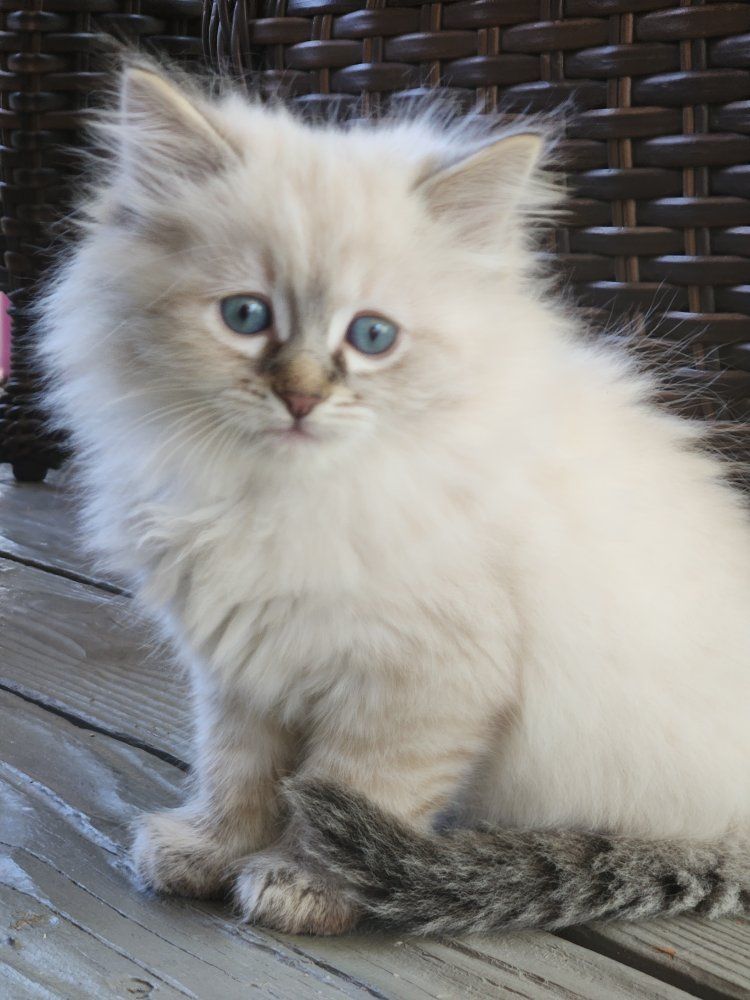 Persian Ragdoll mixed