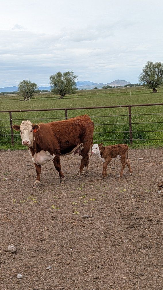 3 year old Hereford pair