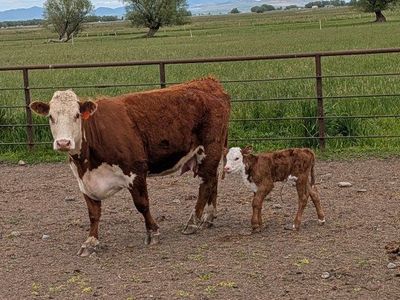 3 year old Hereford pair