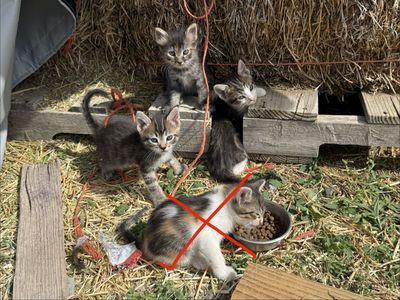 Kittens 6 weeks