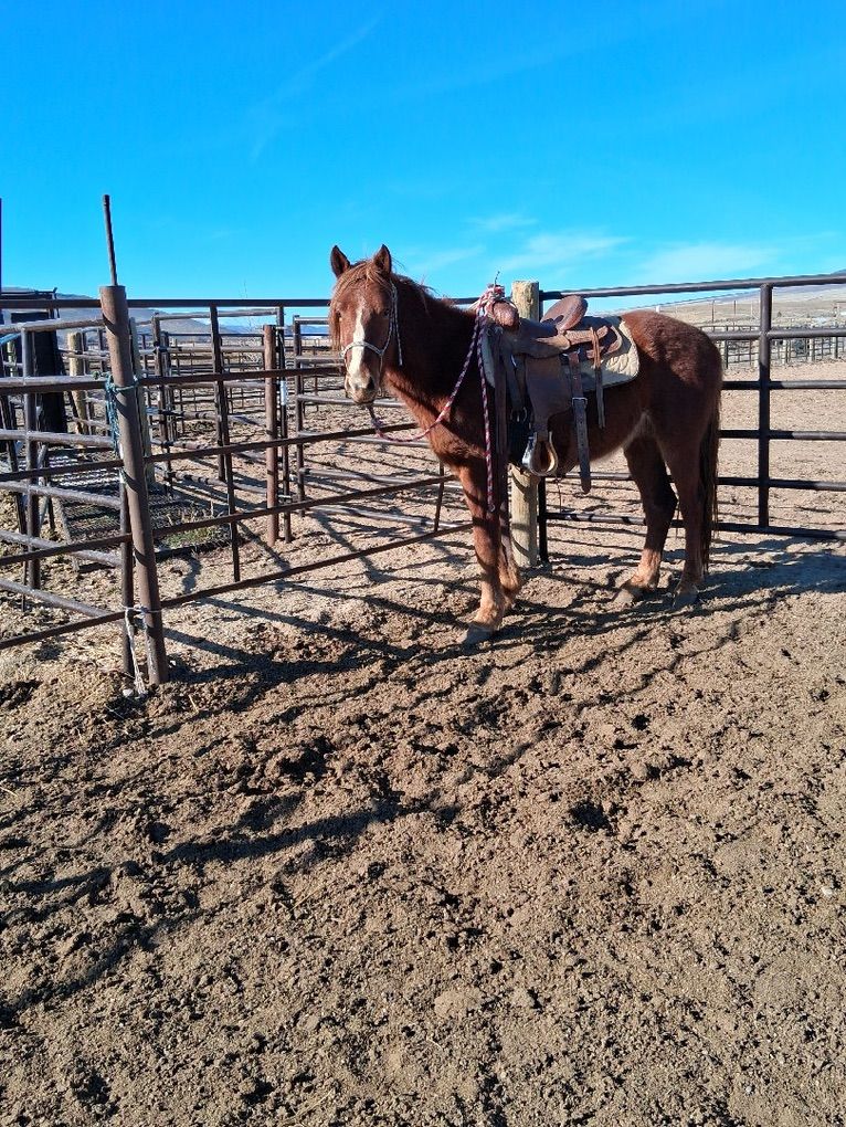 2 Year Old Pony Gelding