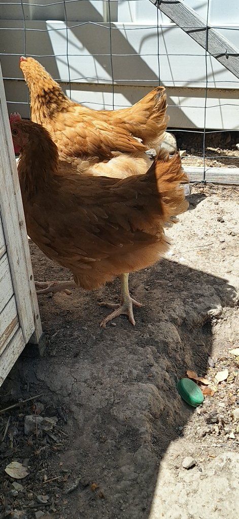 Coop Ready Chicks
