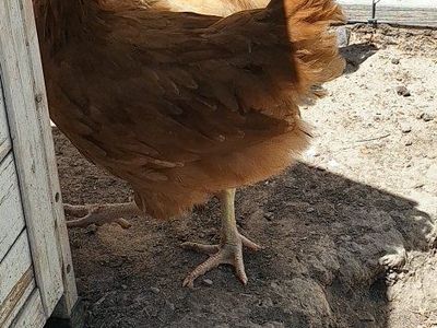 Coop Ready Chicks