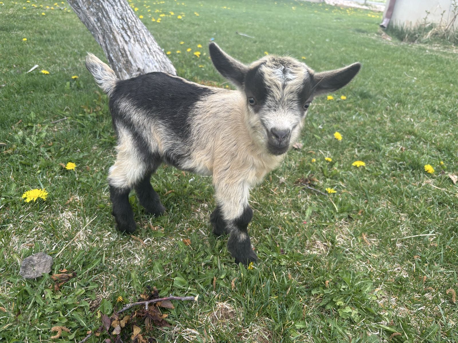Nigerian Dwarf Buckling