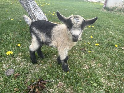 Nigerian Dwarf Buckling
