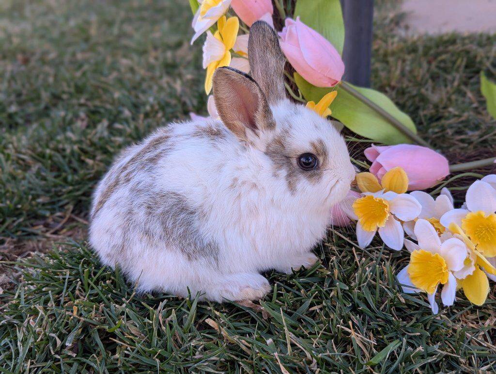 Baby Bunnies / Mixed Holland lop
