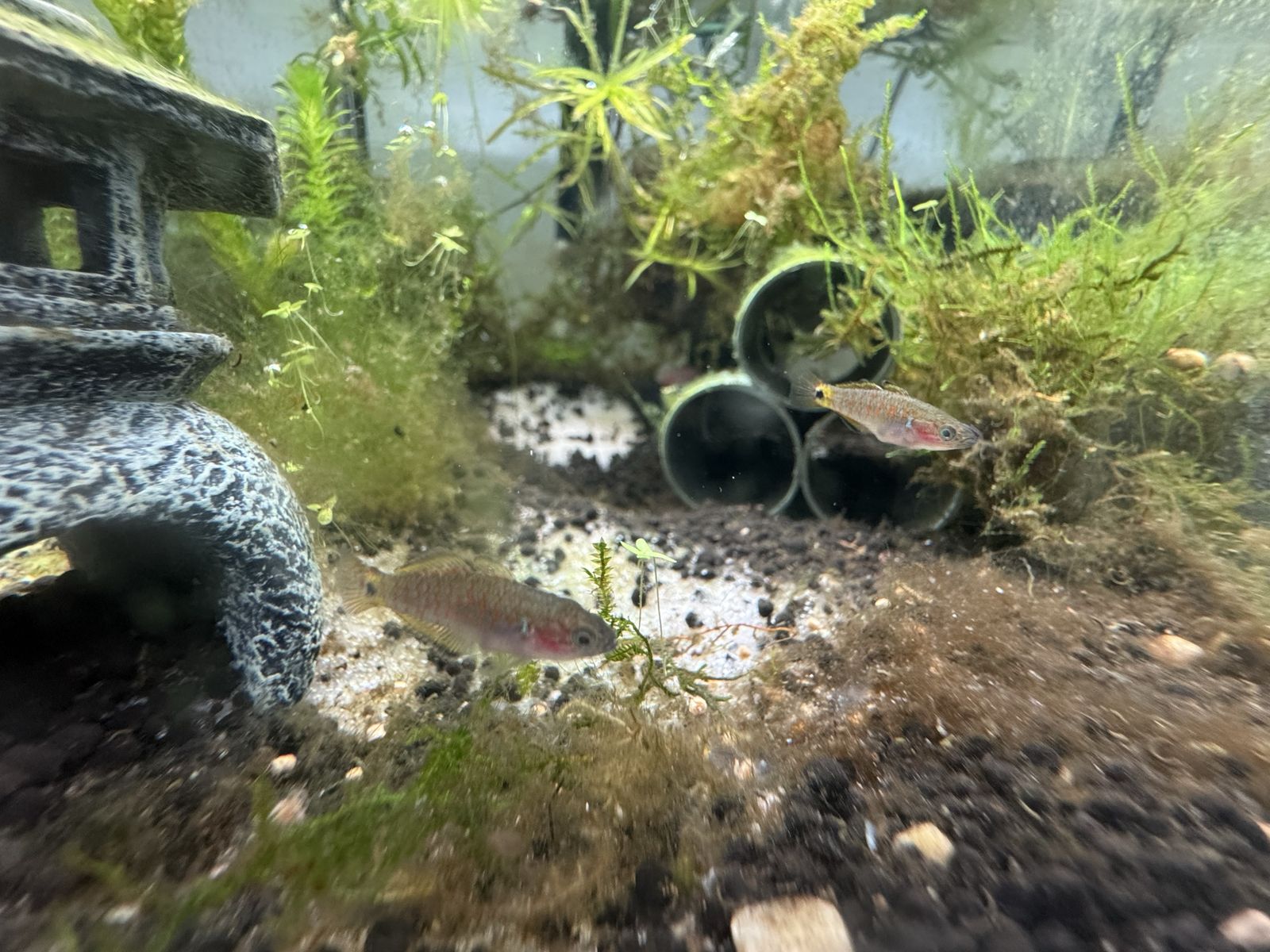 Breeding trio of peacock gudgeons