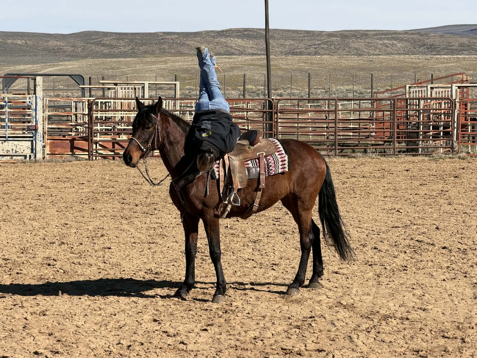 Warlander Friesian/Andalusian
