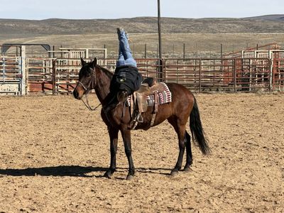 Warlander Friesian/Andalusian