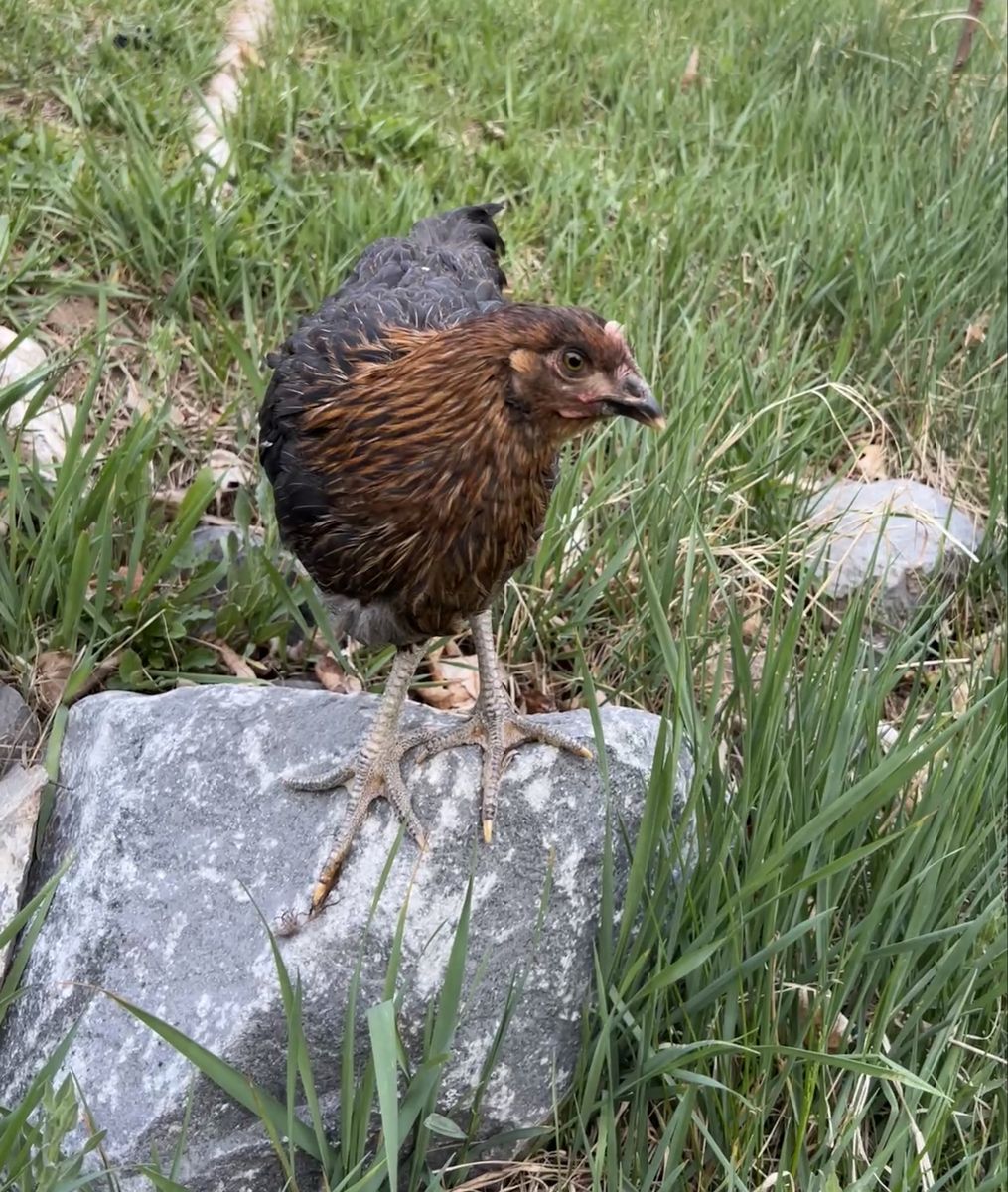 Mocha Maran Chicken -8 weeks old