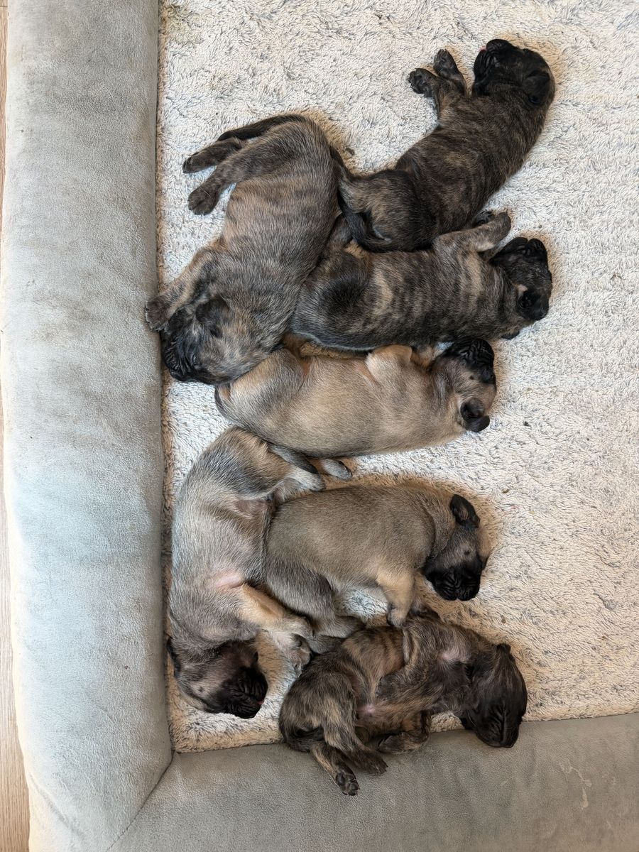 English Mastiff Puppies (puppy)- Brindle & Fawn Males & Females