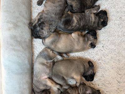 English Mastiff Puppies (puppy)- Brindle & Fawn Males & Females