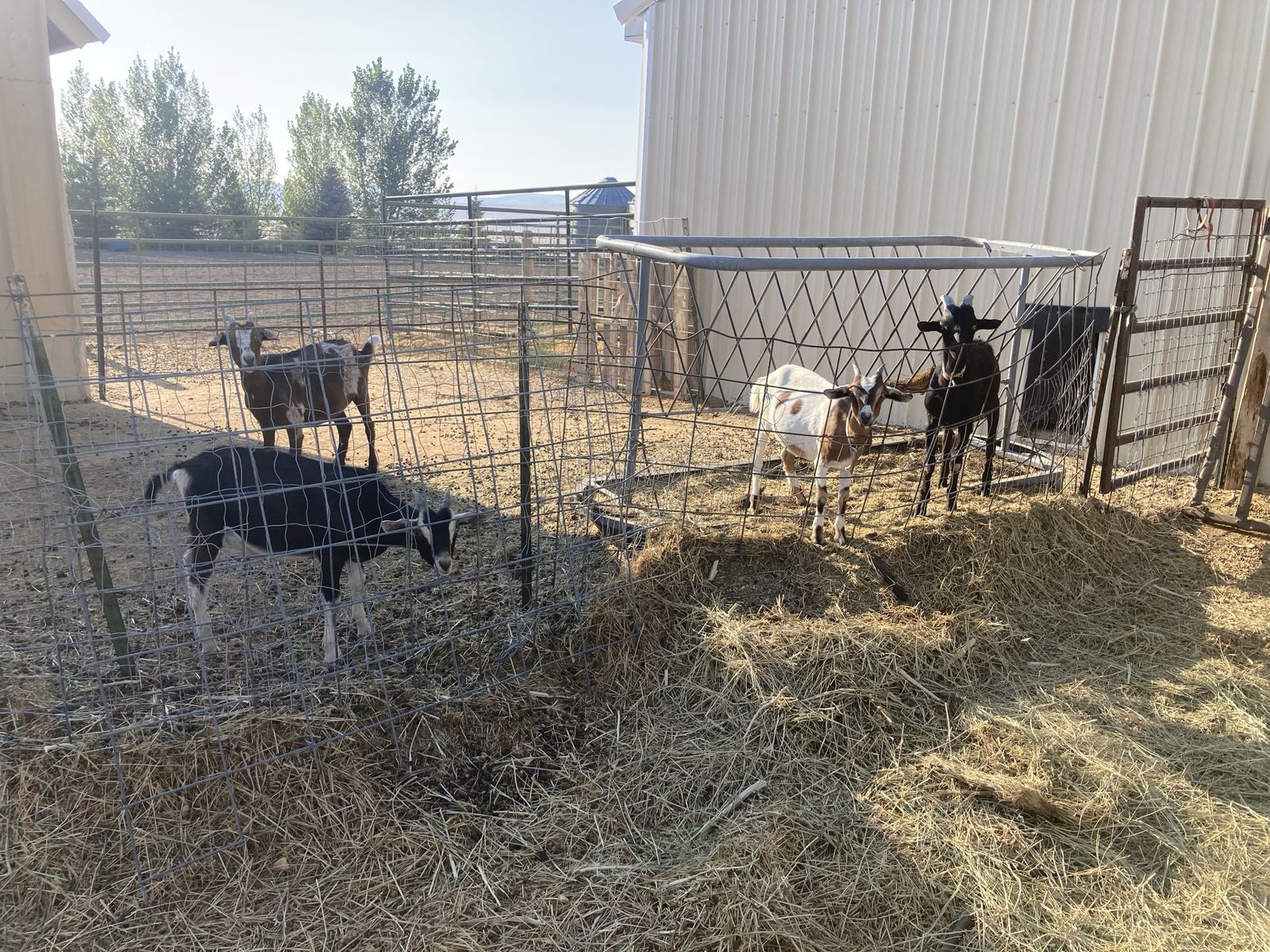 Four young cross bred goats for sale