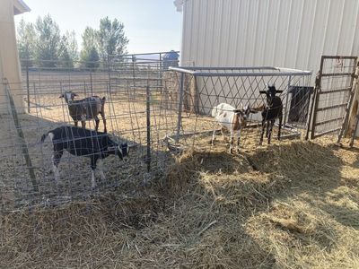 Four young cross bred goats for sale