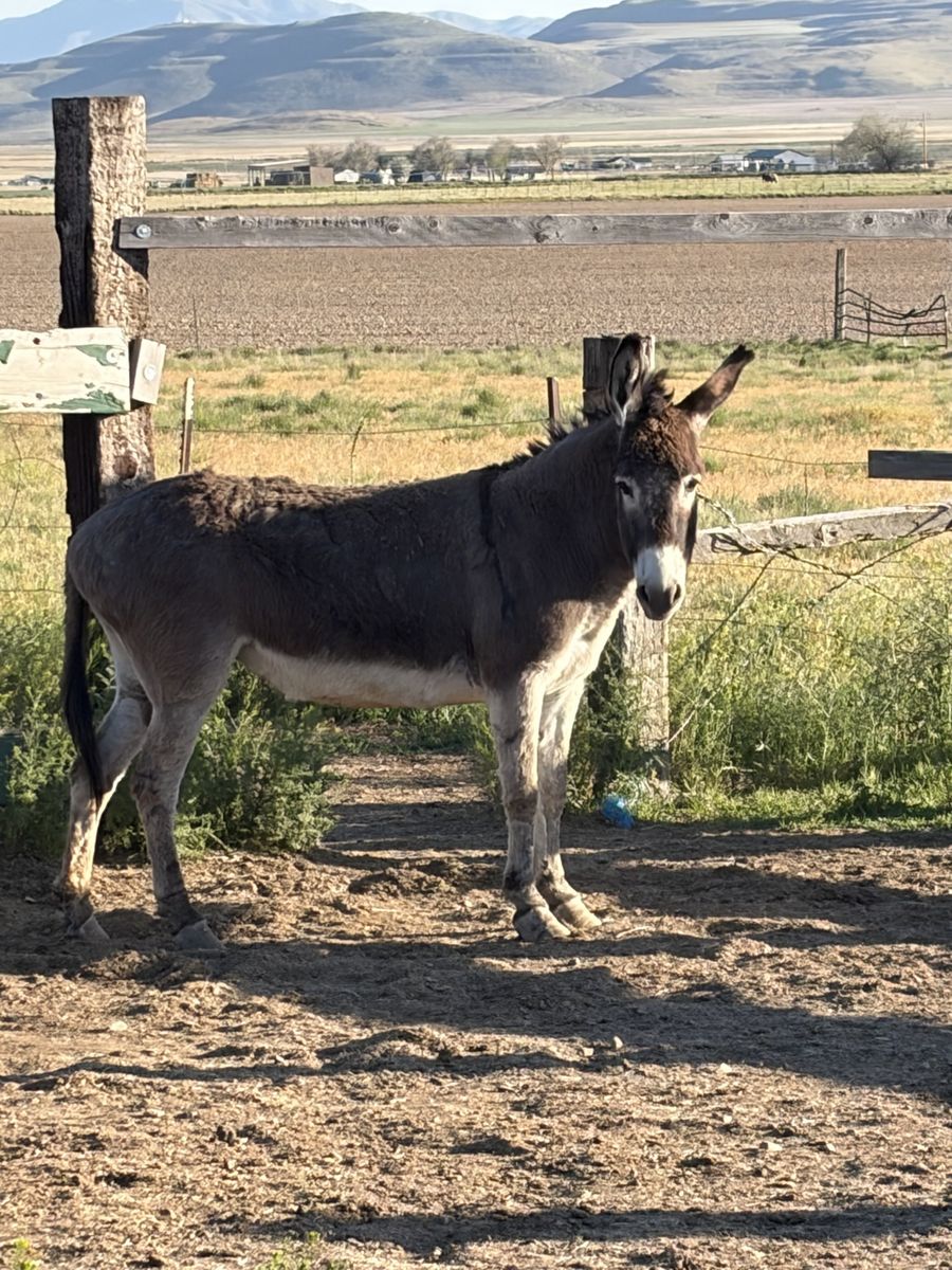 Female donkey