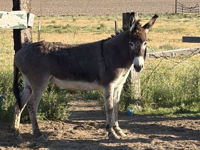 Female donkey