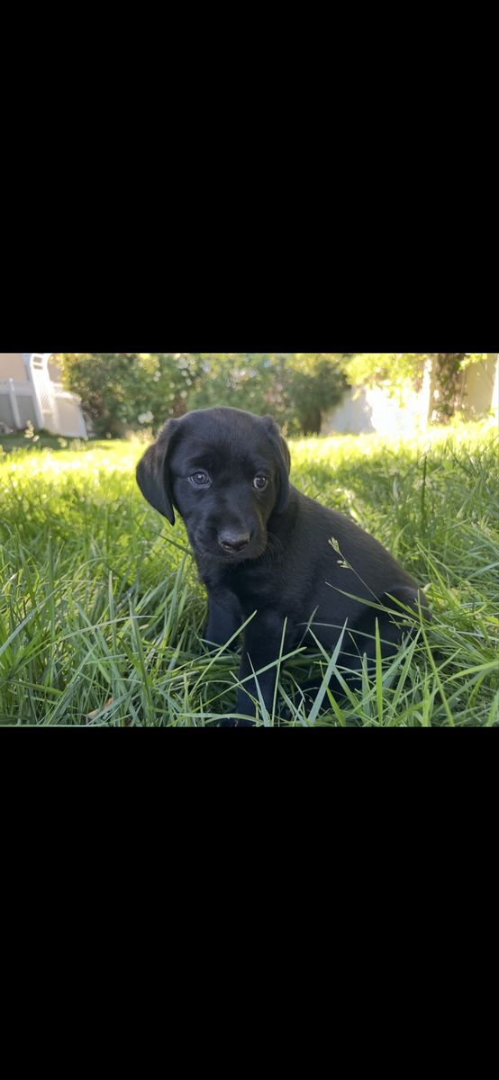 AKC registered purebred labrador puppies
