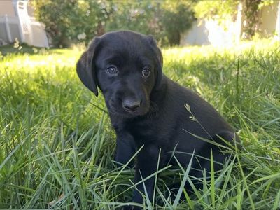 AKC registered purebred labrador puppies