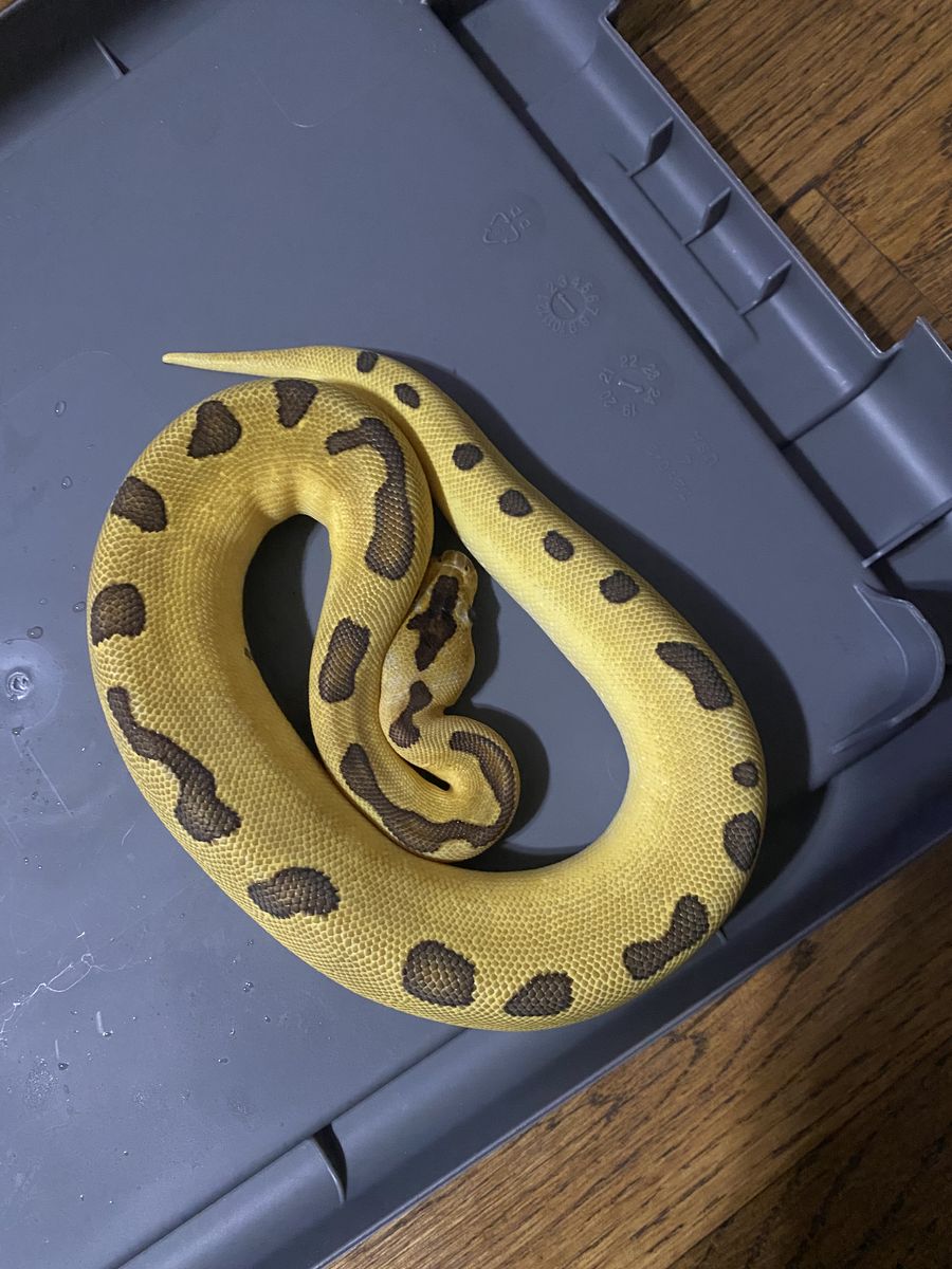 Female super enchi clown ball python. 
