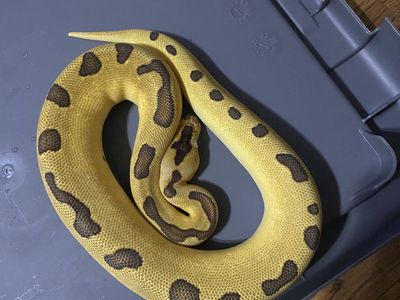 Female super enchi clown ball python.