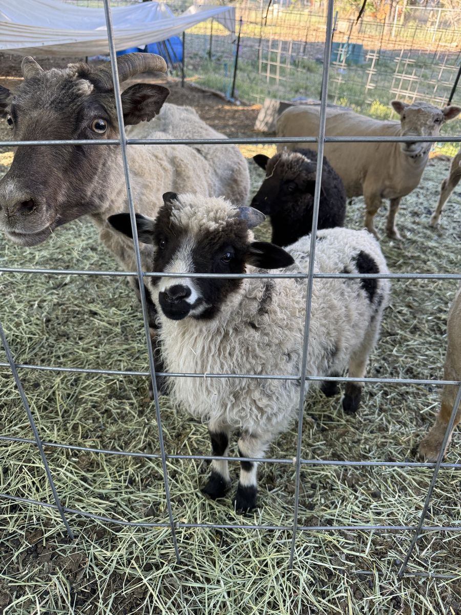 Navajo churro ram lambs