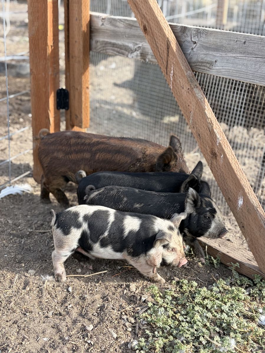 Pigs