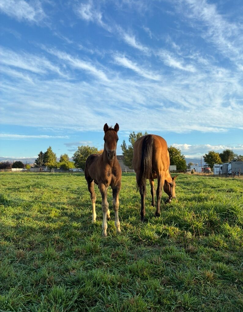 Weanling Quarter Horse Colt