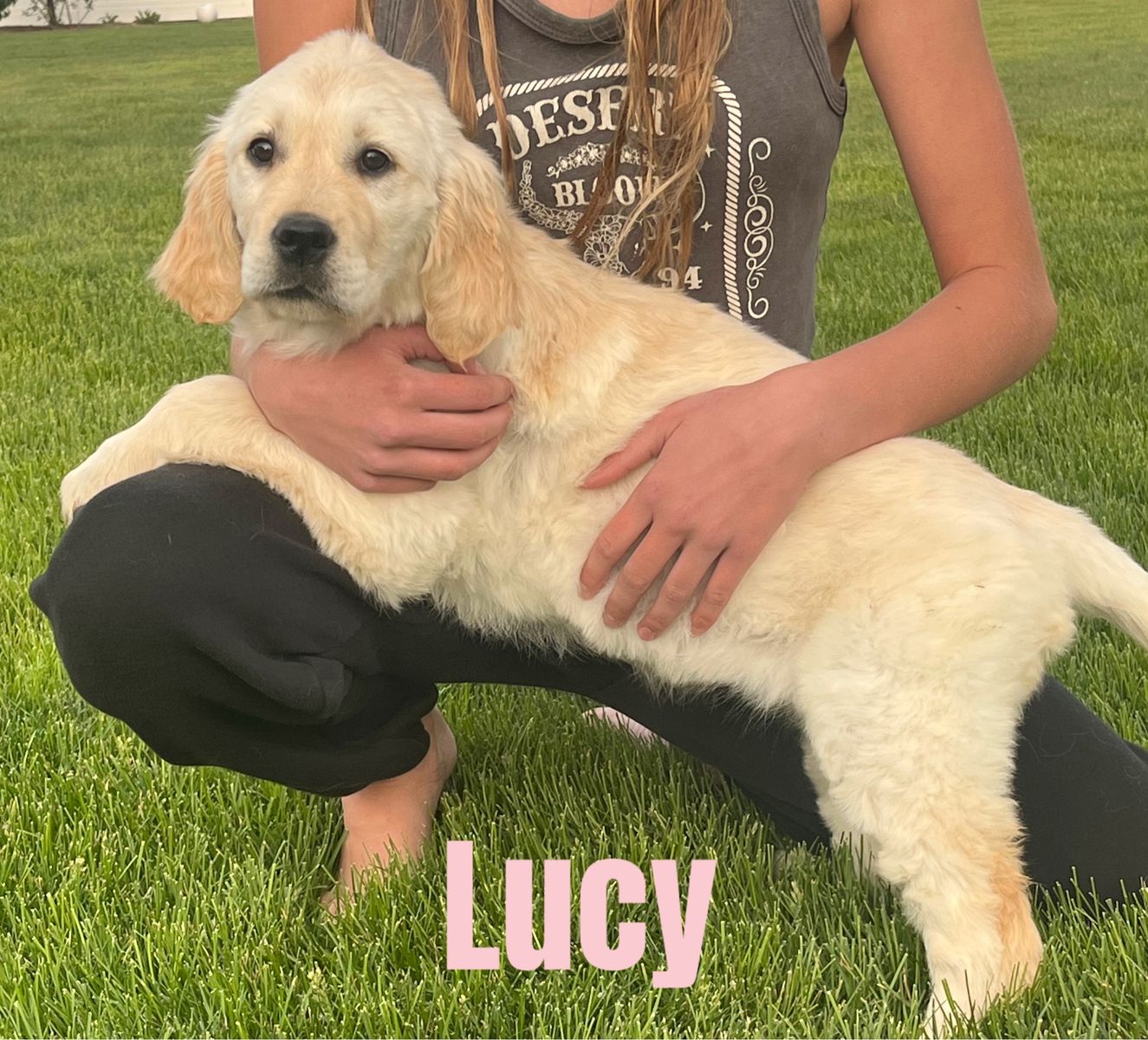 Golen Retriever  AKC  american x english cream