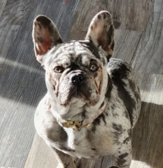 AKC French bulldog