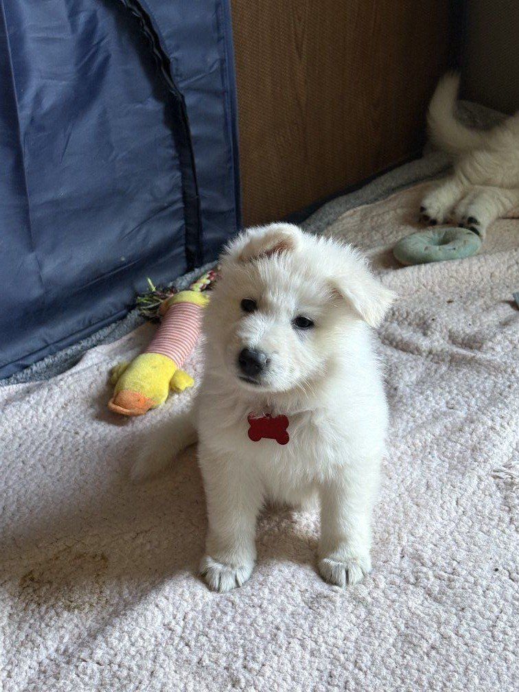 Swiss Shepherd male