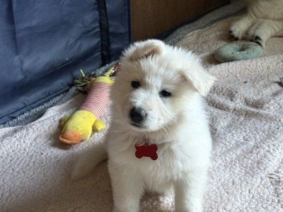 Swiss Shepherd male