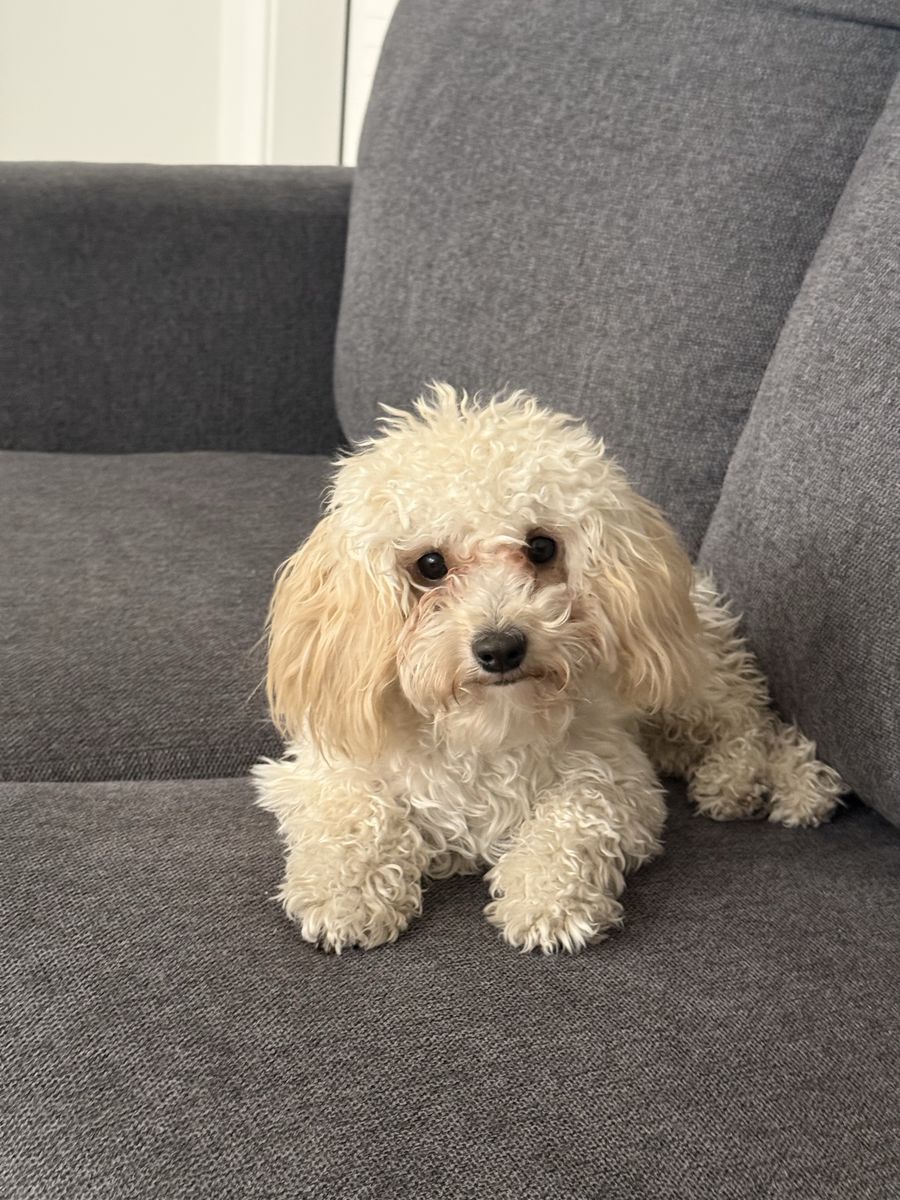 Adorable Maltipoo Puppy - Hypoallergenic & Playful