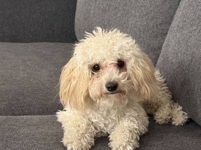 Adorable Maltipoo Puppy - Hypoallergenic & Playful