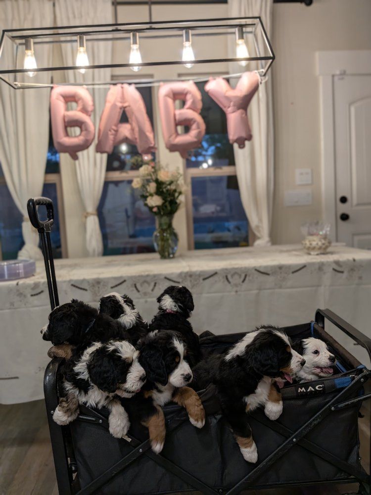 Full size bernedoodle pups