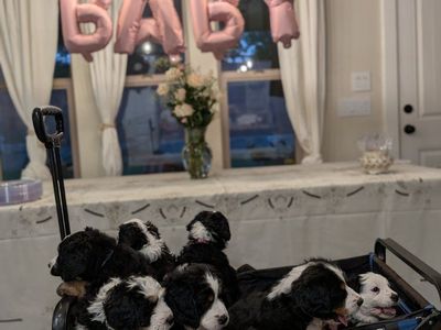 Full size bernedoodle pups