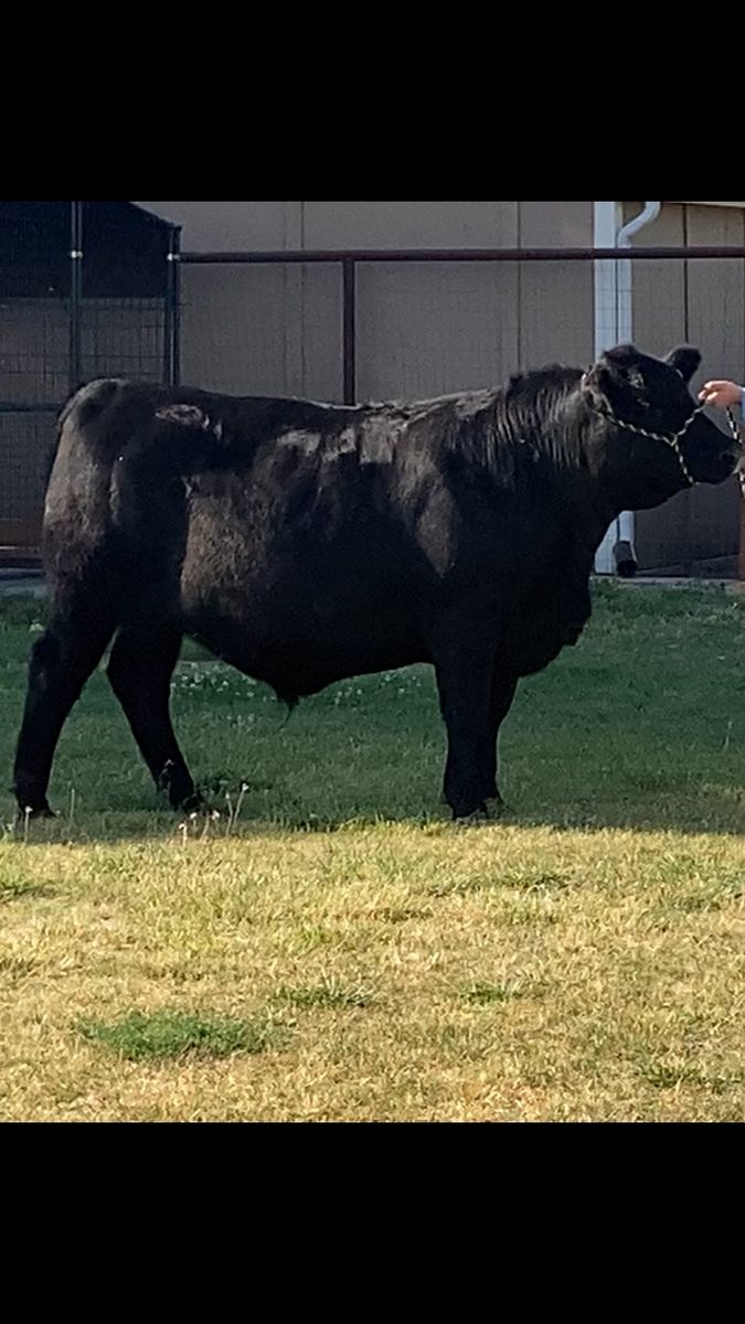 Beef, Quarters or Half